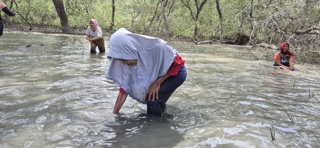 Proses Penanaman Nipah