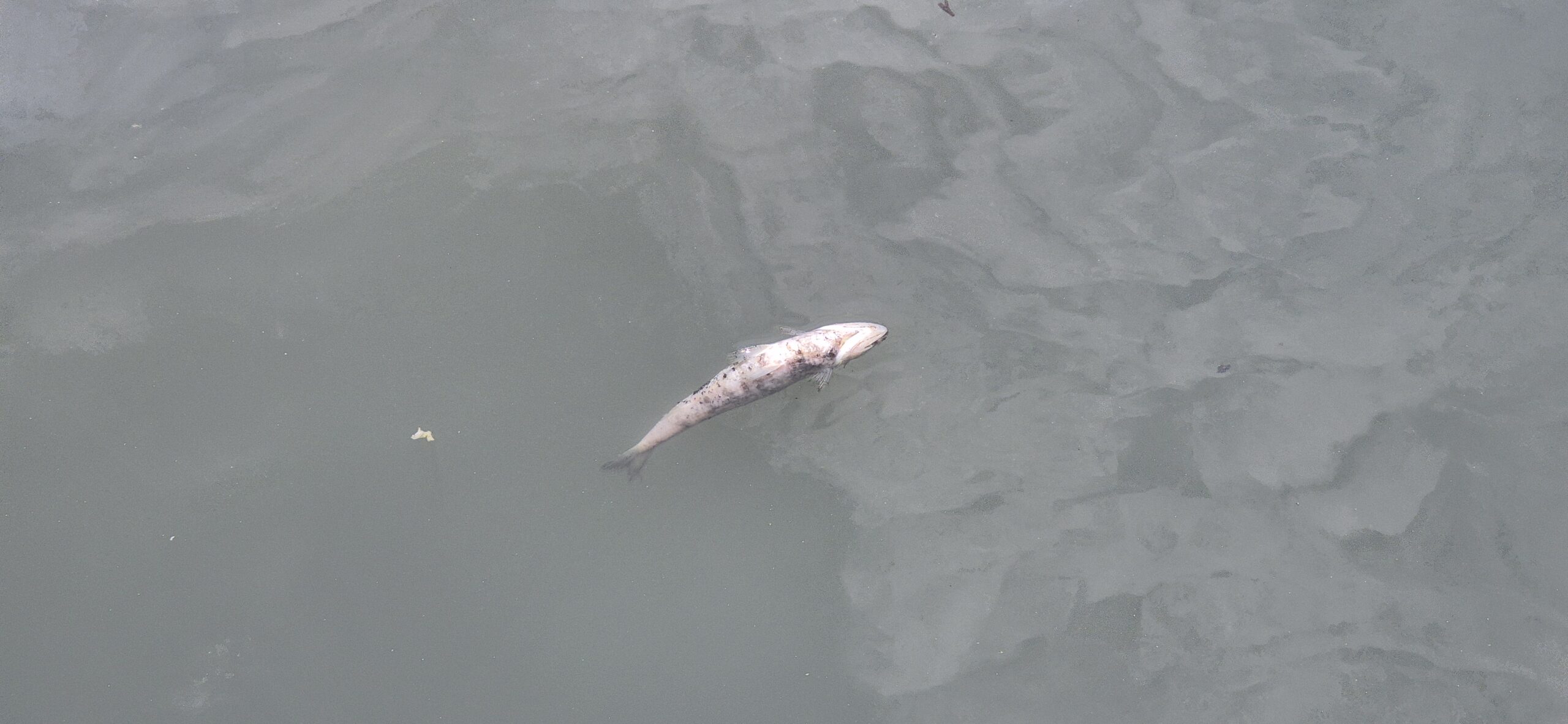 Warga Kehilangan Hasil Laut & Ruang Hidup Akibat Kerusakan Lingkungan dan Ekosistem di Sekitar PLTU Labuhan Angin